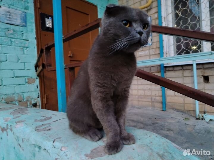 Британский вислоухий