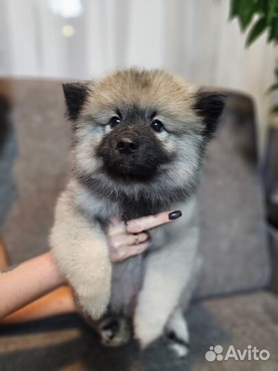Щенки шпица