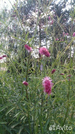 Кровохлебка гигантская