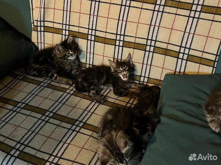 Котята мейн-кун