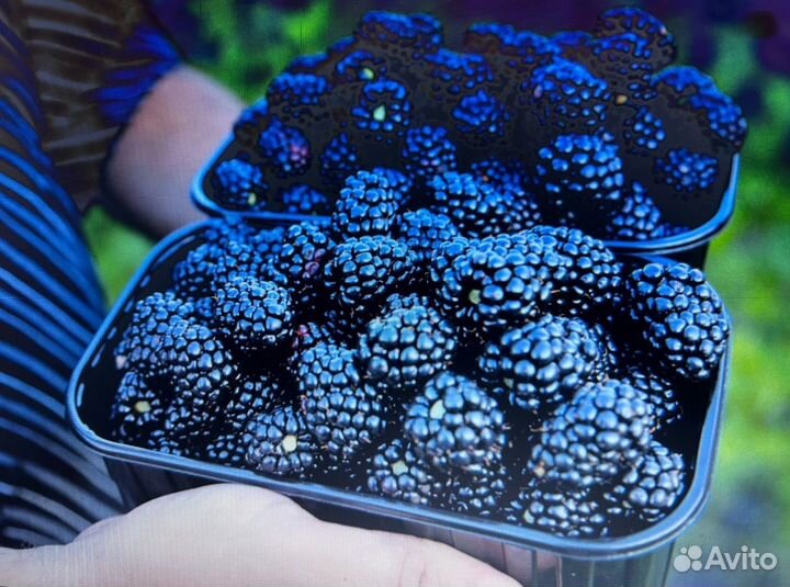 Лохтей сладкая ежевика без шипов (саженцы зкс)