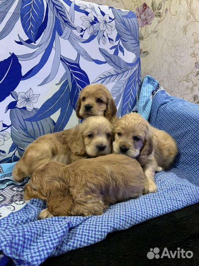 Кокер спаниель