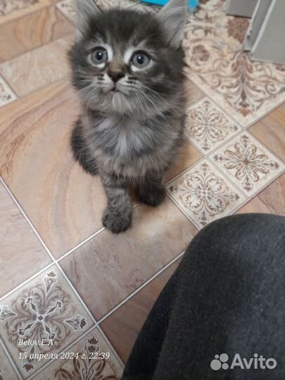 Ангорская кошка
