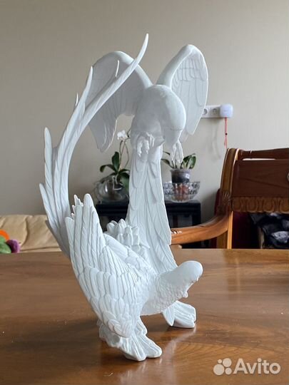 Попугаи kaiser