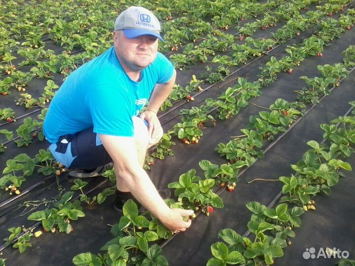 Клубника ремонтантная