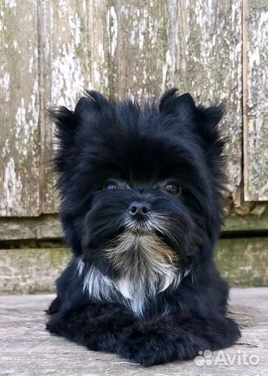 Девочка Цветной йорк