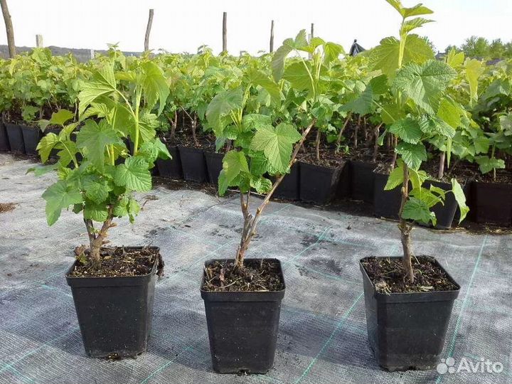 Саженцы плодовых деревьев и кустарников