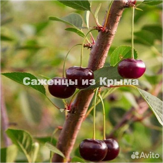 Саженцы Вишни Владимирская