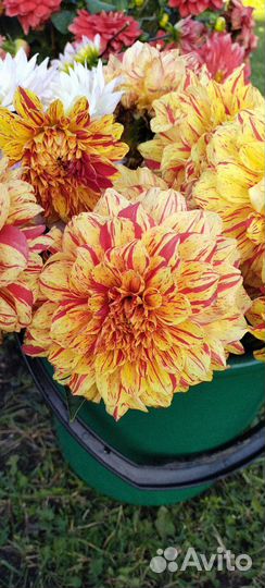 Георгины,клубни