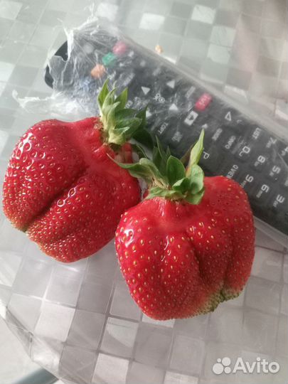 Рассада виктории