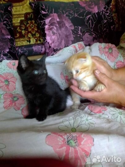Котята в добрые руки
