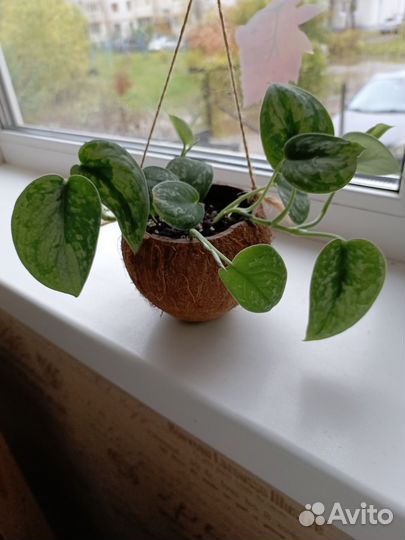 Сциндапсус