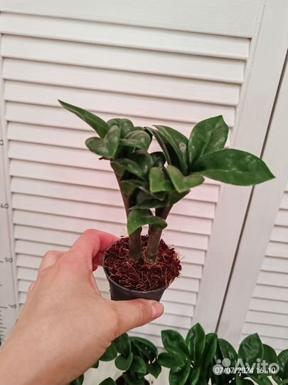 Замиокулькас зензи жук 6/15