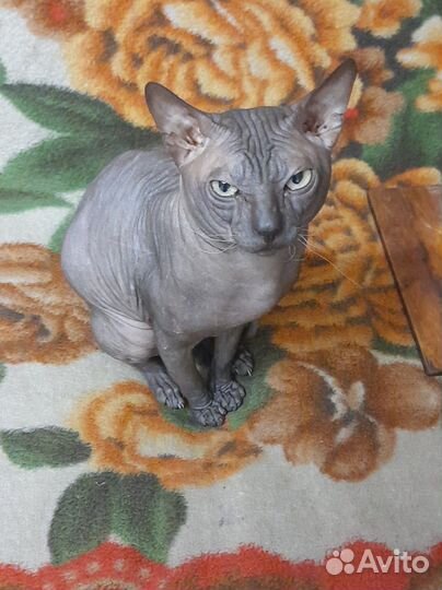 Котята сфинксы