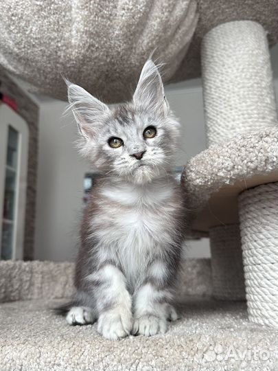 Мейн-кун кот