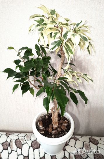 Аглаонема,Фикус,комнатные цветы,растения