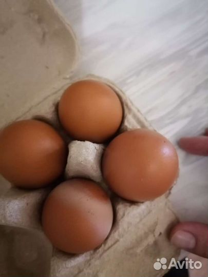Яйцо куриное домашнее