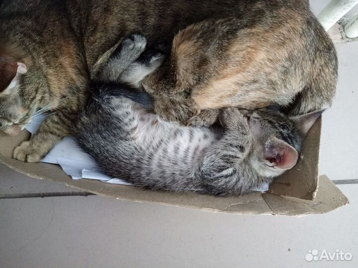Котята в добрые руки даром г. Елабуга