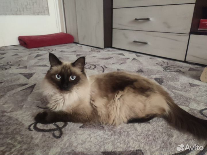 Кошки в добрые руки бесплатно