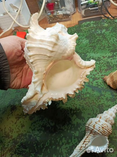 Ракушки морские