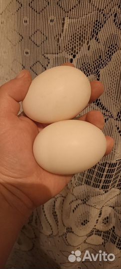 Яйцо индоутки инкубационные