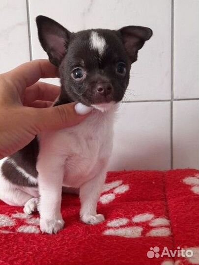 Чихуахуа мальчики