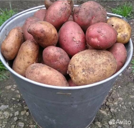 Продам картофель домашний/семенной