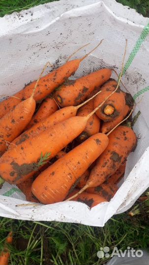 Морковь 1 сорт(холодильник)