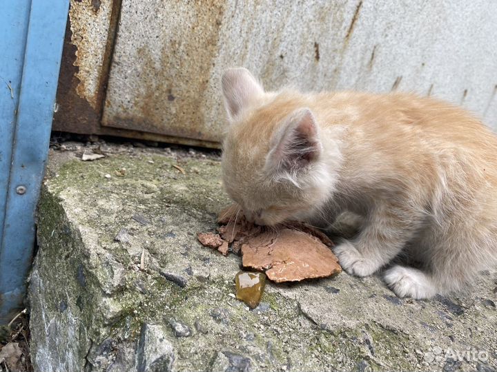 Отдам кота в добрые руки