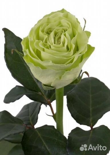 Саженцы роз Васаби принимаю заказы на осень 2023г