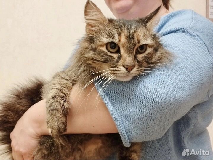 Кошечка пушистая 3года