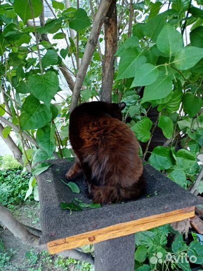 Котик молодой, кастрирован