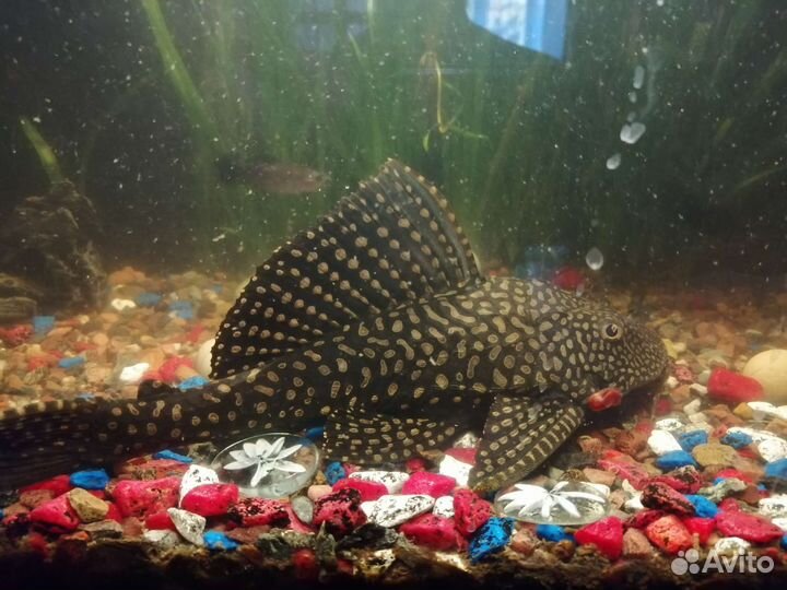 Парчовый сом