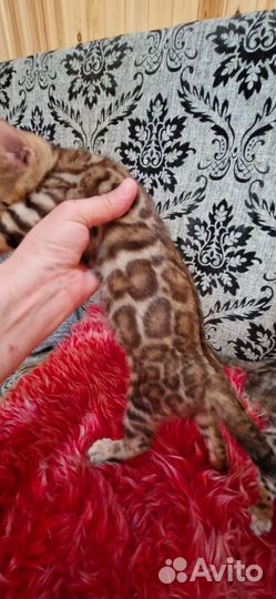 Бенгальские котята