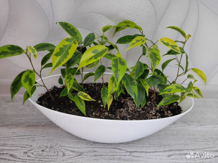 Фикус Регидан