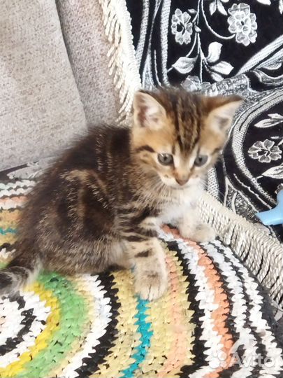 Котята,к лотку приучены