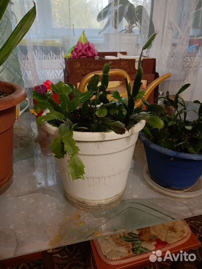 Комнатные цветы