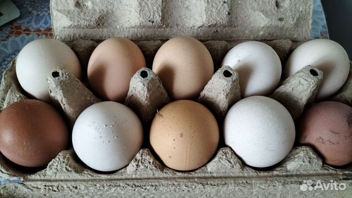 Яйцо куриное домашнее