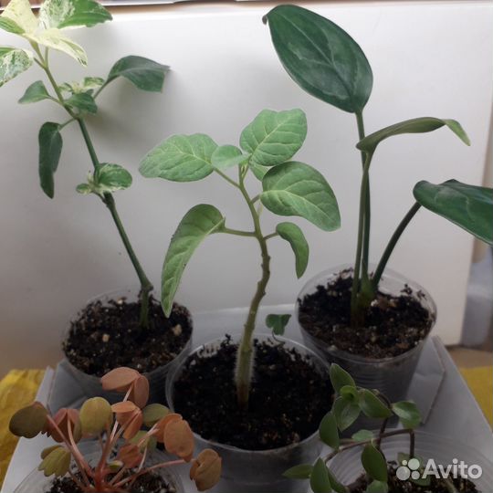 Укорененные отростки