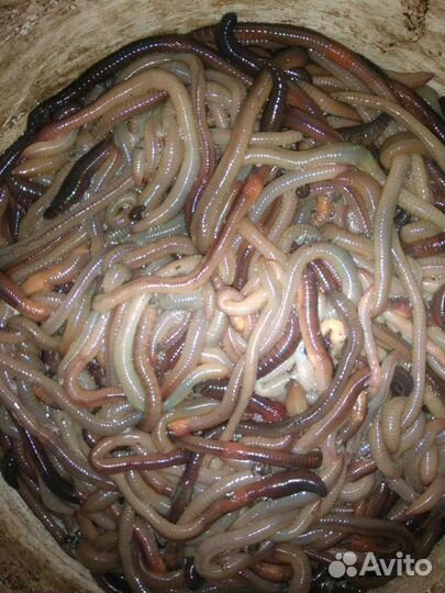 Черви Выползки лесные для рыбалки крупной рыбы