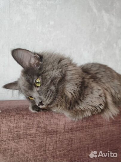 Отдам серого принца