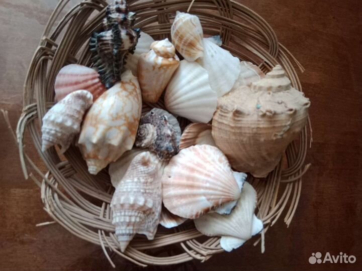 Наборы разных ракушек в корзине