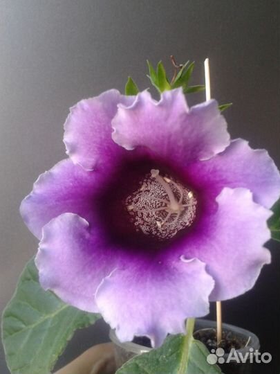 Семена Комнатный цветок, цветок в горшке