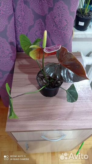 Антурим (красный, розовый, бел, черн, фиолетовый)