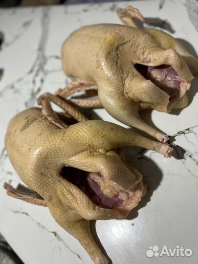 Домашнее мясо гуся