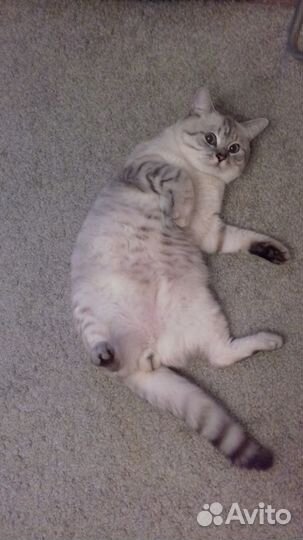 Кот на вязку