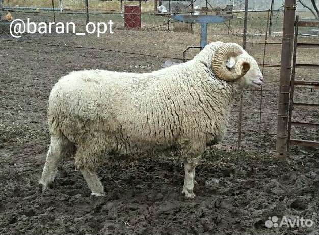 Бараны,овцы на Акьикьа