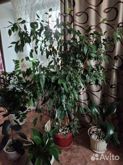 Фикус бенджамина большой