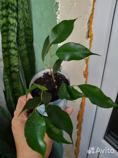 Фикус бенджамина экзотика