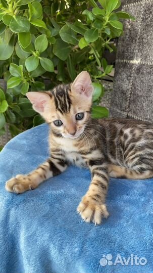 Бенгальские котята с документами